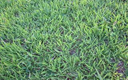 Tipos de grama para pastagem