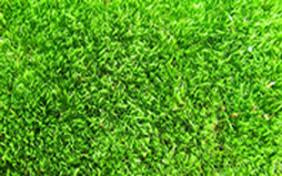 Tipos de grama para campo de futebol